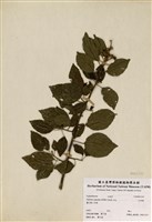 藏品(扛香藤)的圖片